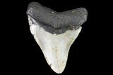 Fossil Megalodon Tooth - North Carolina #101293-1